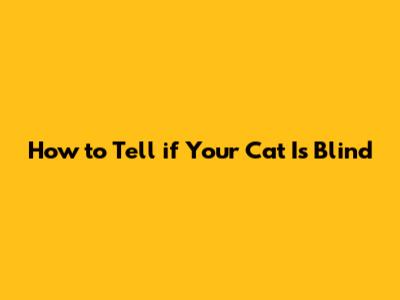 How to Tell if Your Cat Is Blind