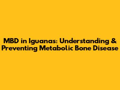 MBD in Iguanas: Understanding & Preventing Metabolic Bone Disease